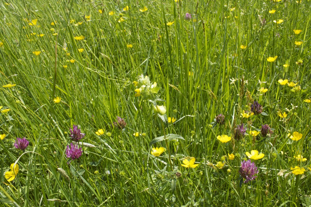 hollybed-farm-meadow-clover-web