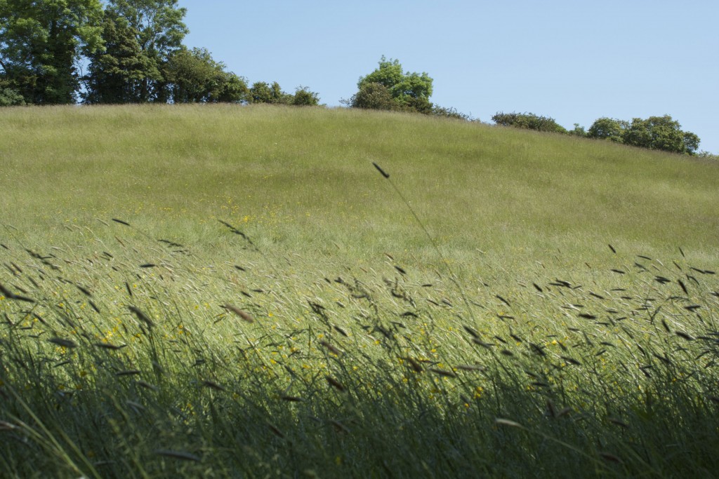 Hollybed Farm Grass