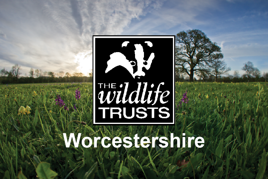 Worcestershire Wildlife Trust Leaflet Design + Print