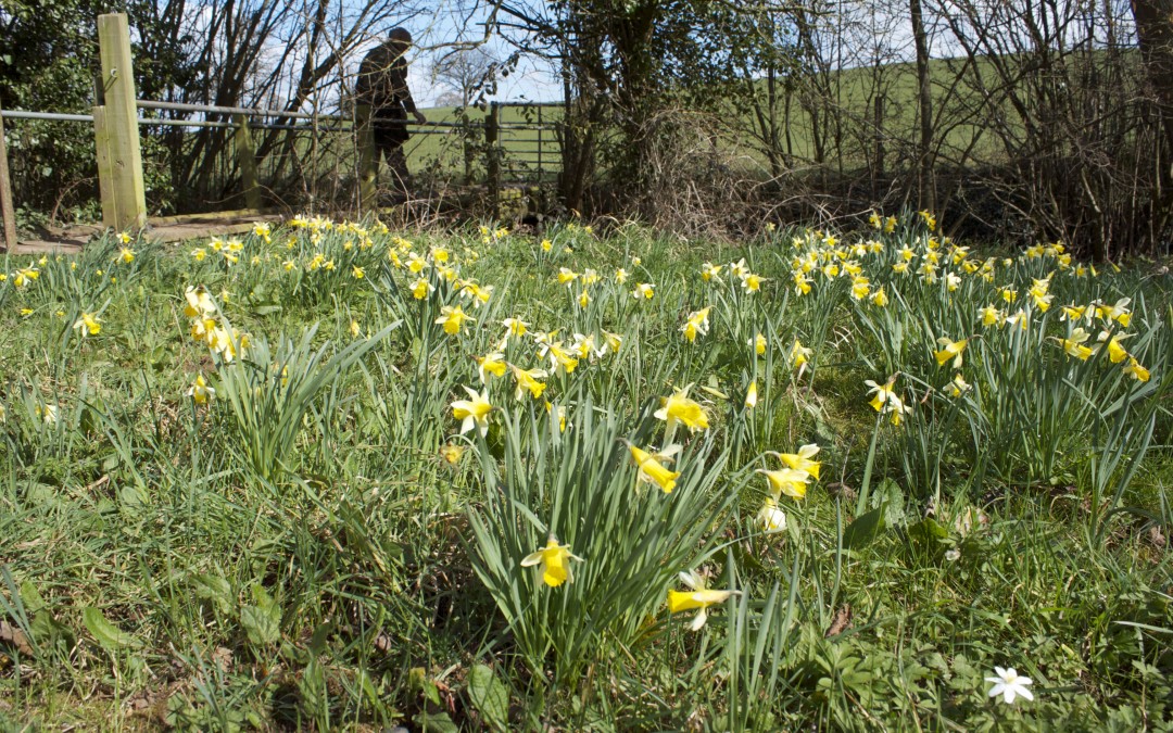 dymock poets path spring walk