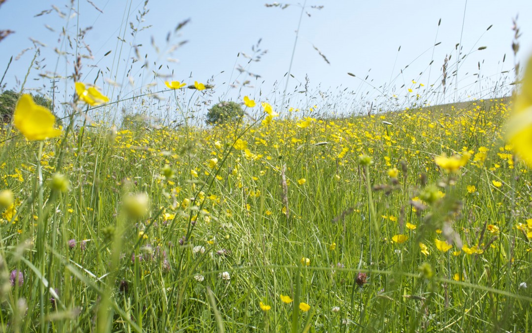 Hollybed Farm Meadow