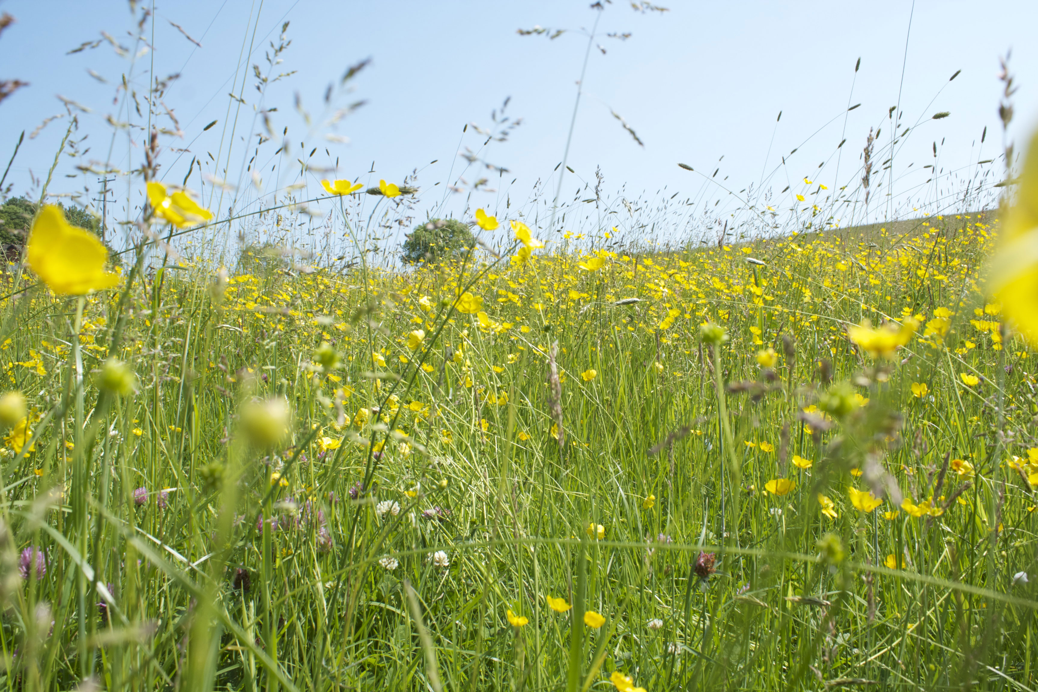 Far Starling Bank - Reeves Design