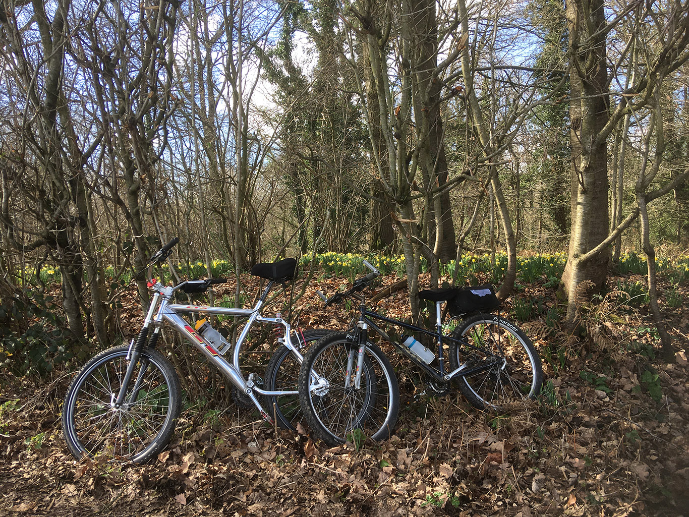 Bikes Dymock Wood Daffodils