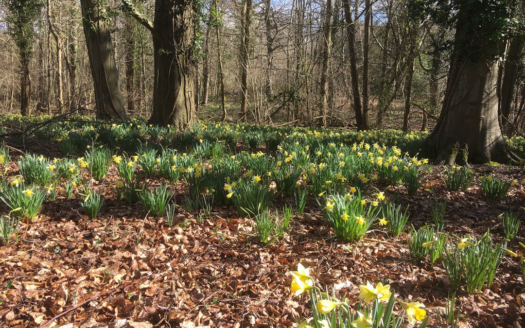 Daffodils Dymock Woods 2022