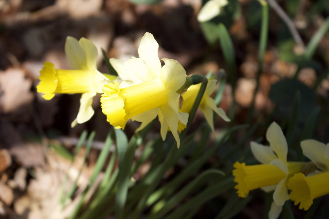 lent lily lent lily